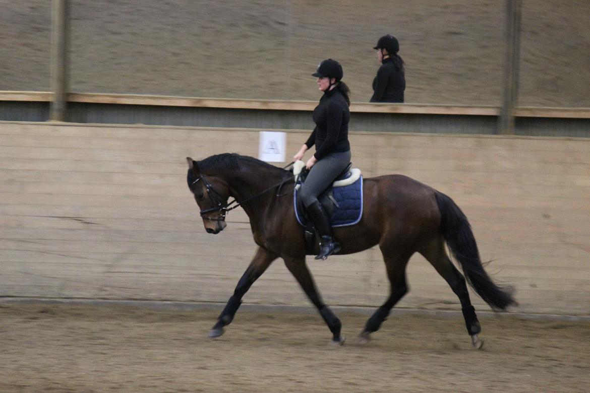 Dansk Varmblod Sandor - Træning 04.01.2014 billede 11