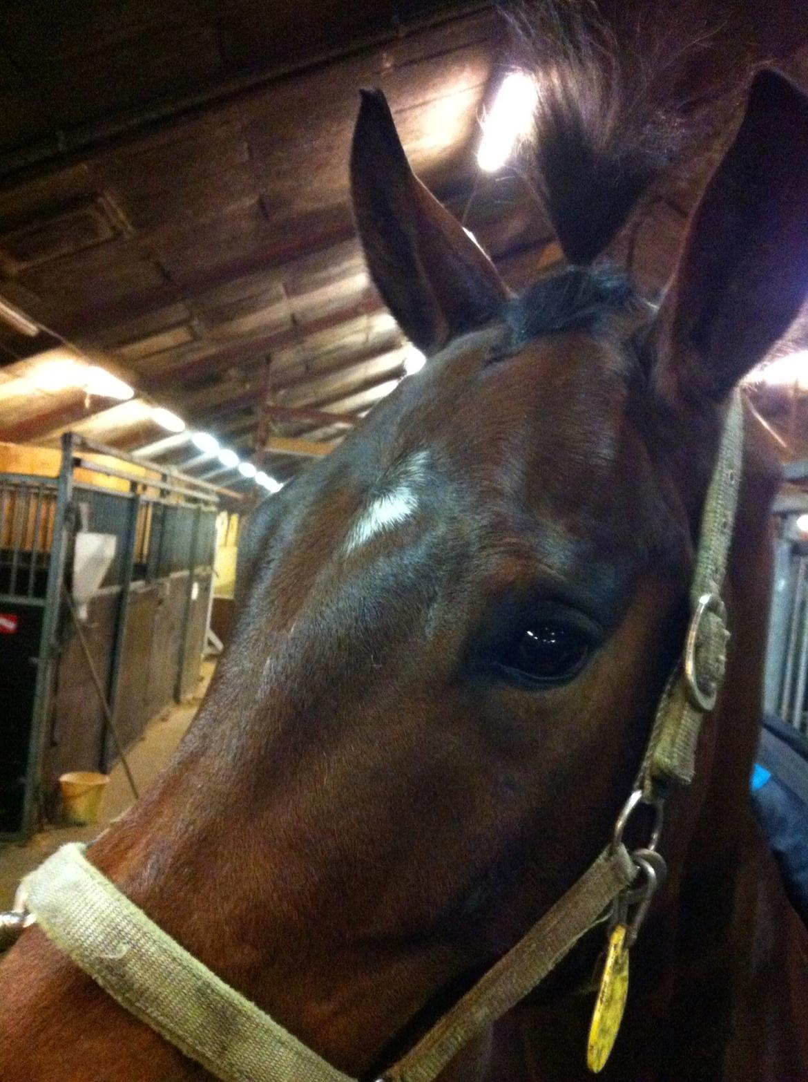 Dansk Varmblod Sandor - ..et forsøg på at flette pandelokken...  billede 8