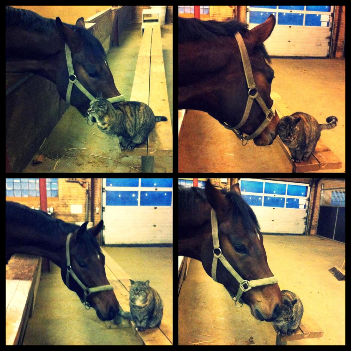 Dansk Varmblod Sandor - Staldkatten Puma får lige lidt ekstra nus.  billede 10