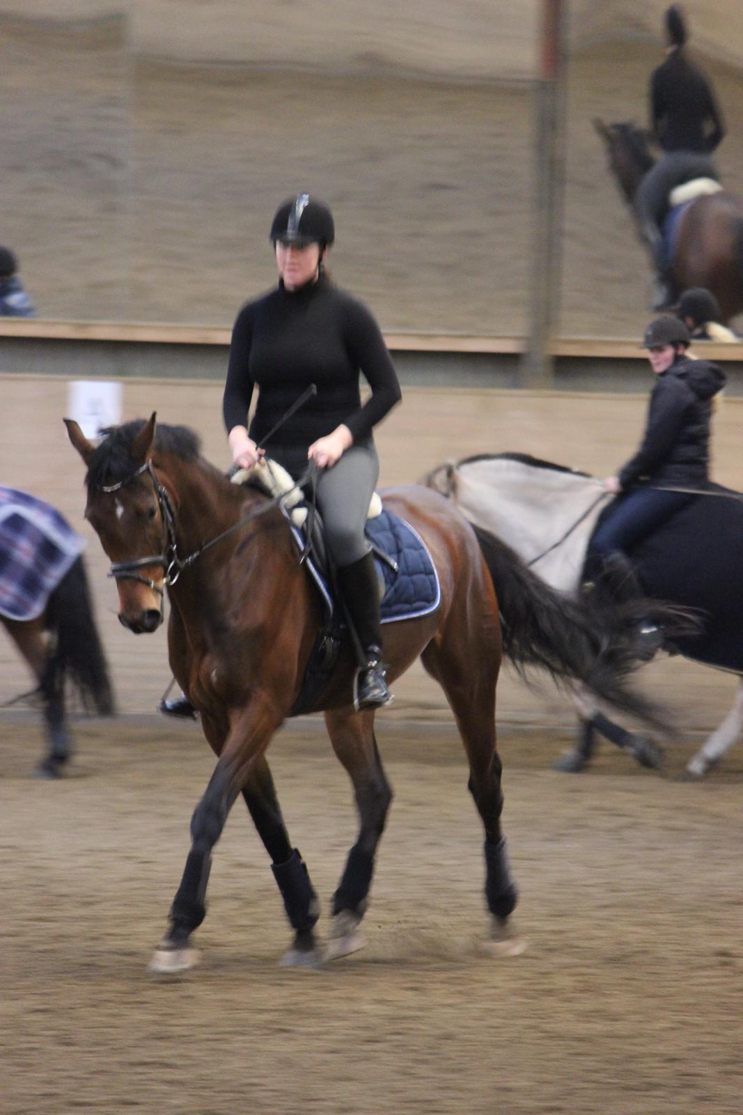 Dansk Varmblod Sandor - Træning 04.01.2014 billede 12