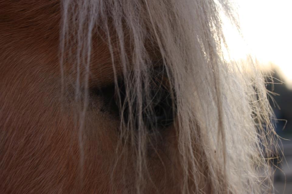 Fjordhest LOKE - den sidste tid med tykke <3

foto: MBA billede 19