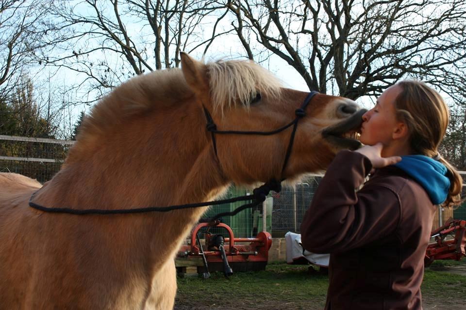 Fjordhest LOKE - sidste tid med tykke <3

foto: MBA billede 18