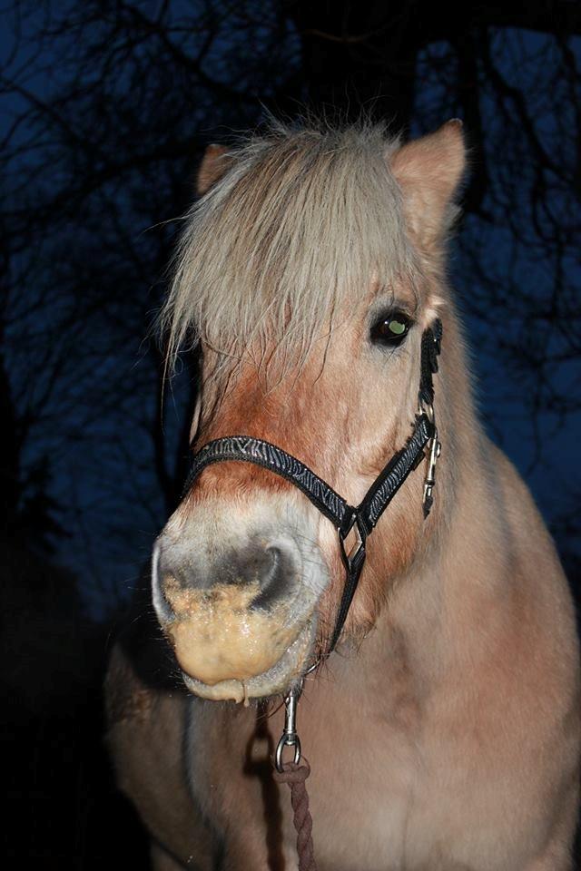 Fjordhest LOKE - MBA billede 5