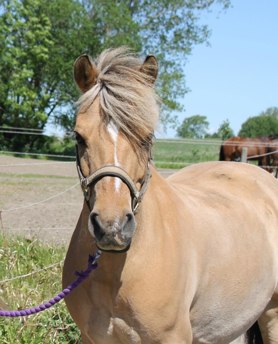 Anden særlig race Kontra billede 9