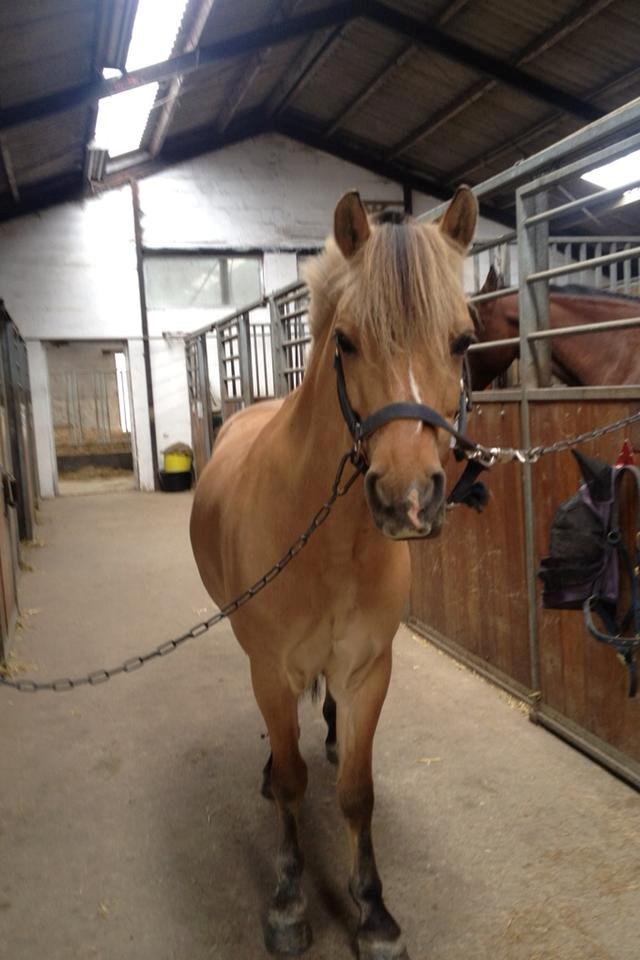 Anden særlig race Kontra billede 11