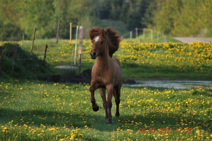 Islænder Tigull fra Laven billede 4