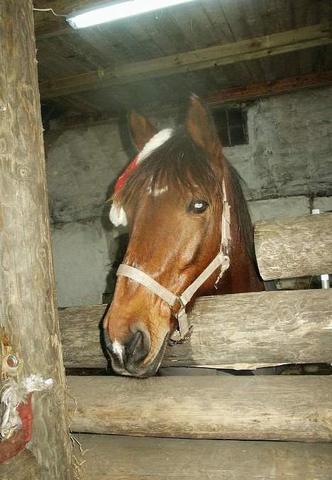 Anden særlig race Sonny billede 3