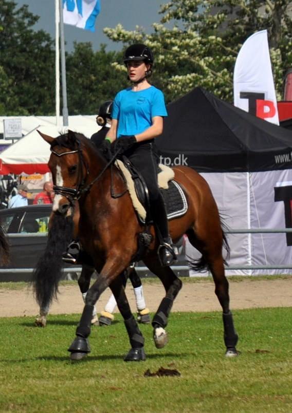 DSP Lykkehøjs Sophee **B-pony** billede 10