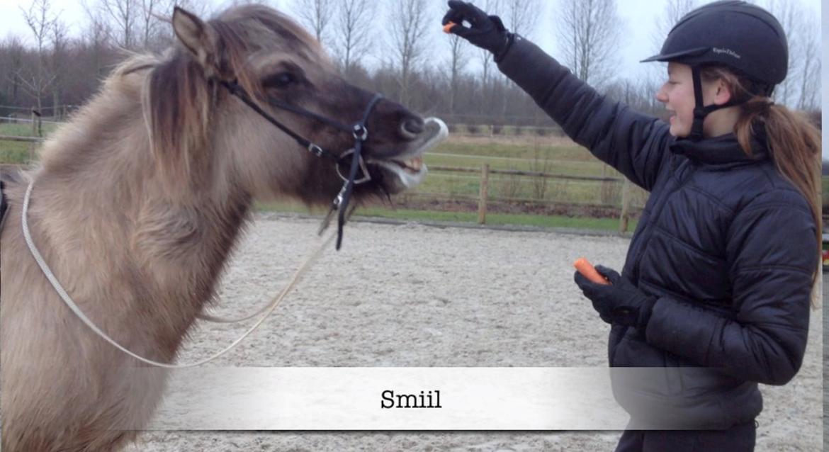 Islænder Kviða fra Hellu billede 19