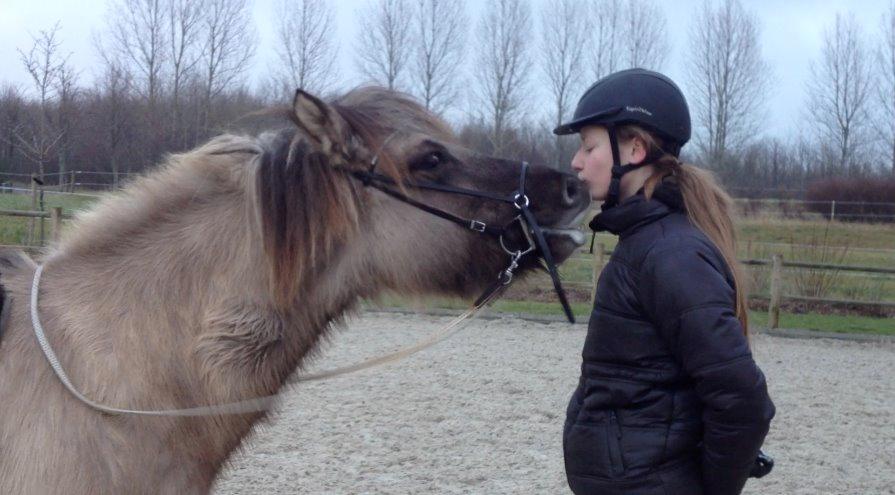 Islænder Kviða fra Hellu - Møøs <3 billede 21