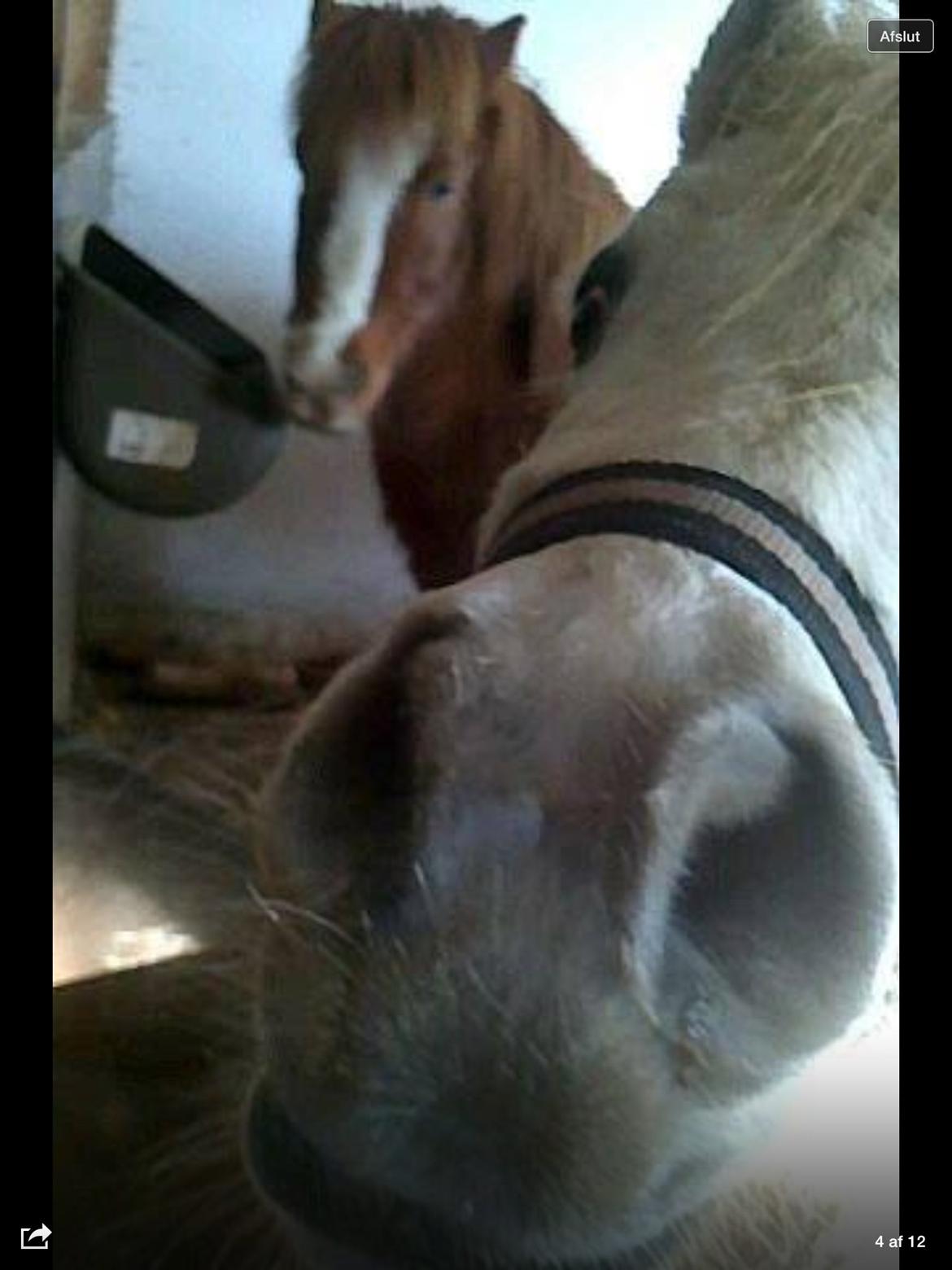 Anden særlig race Bounty billede 12