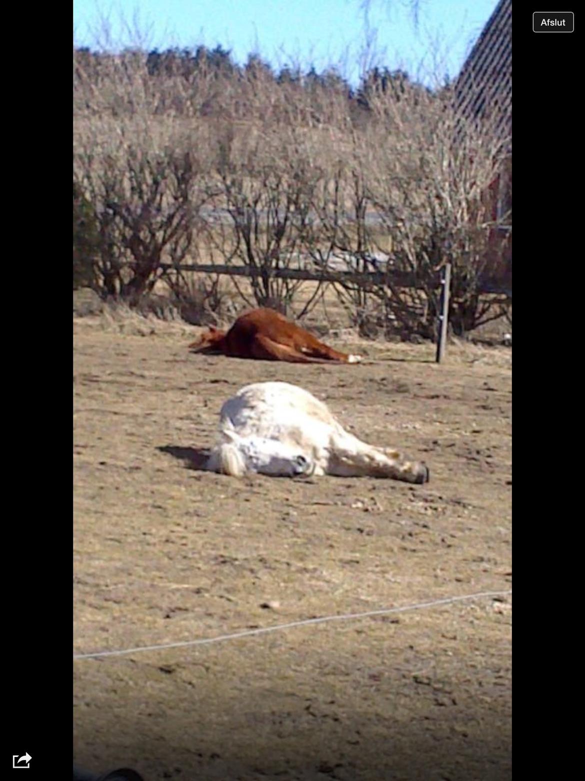 Anden særlig race Bounty billede 15