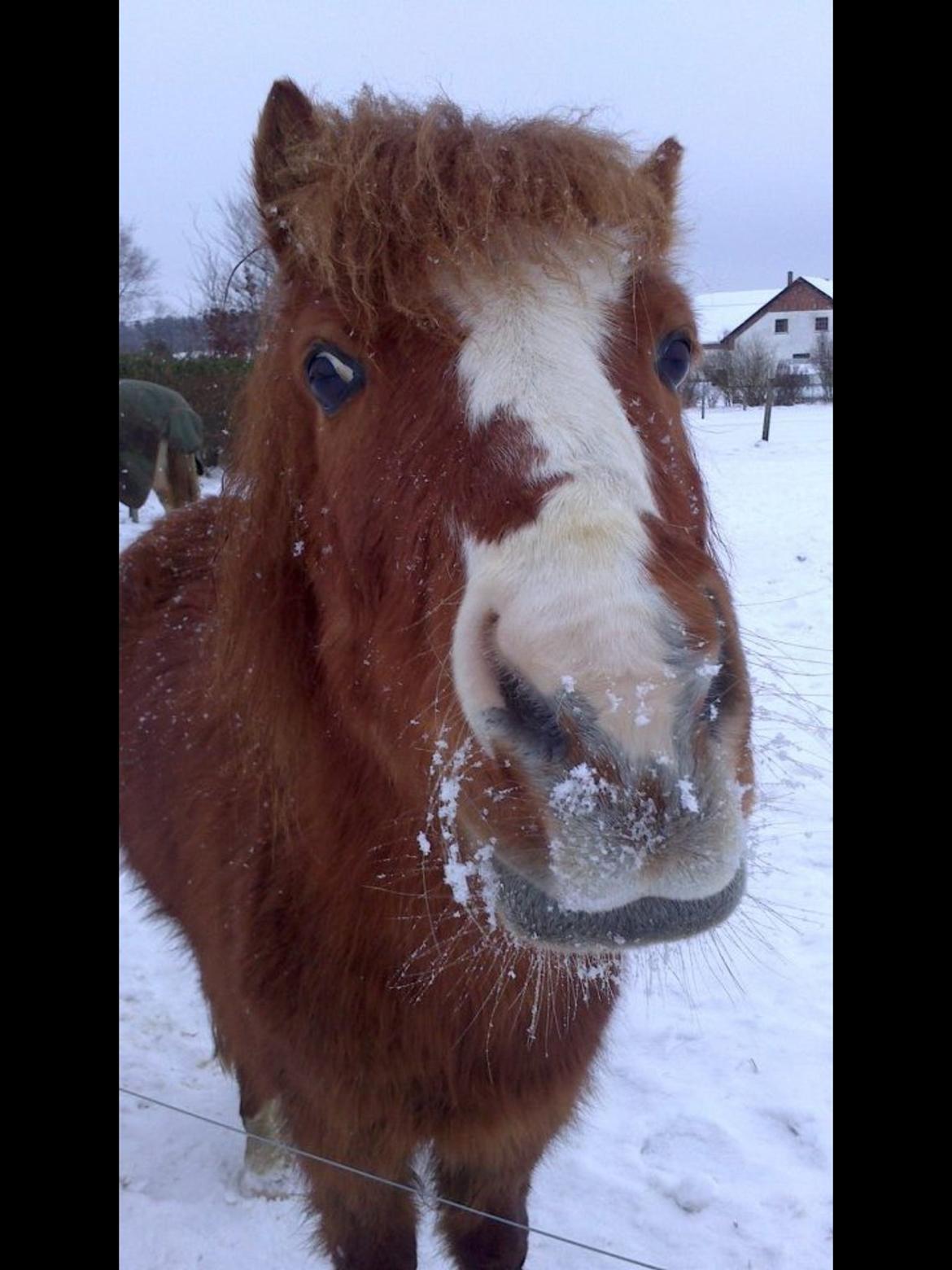 Anden særlig race Bounty billede 17