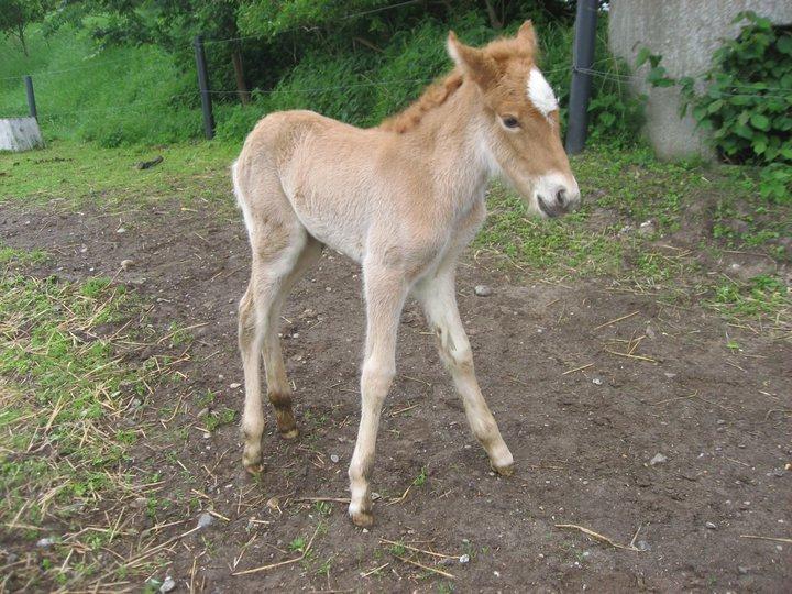 Islænder FENJA FRA ANNERUP - Sådan en sød lille føllepølle hun var <3 Billedet er taget den første dag hun så verden! 2010 Foto: Mig billede 14