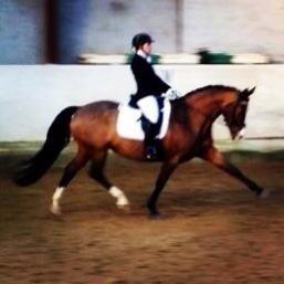 Dansk Varmblod Lady Dancer - Stævne i Varde  billede 5