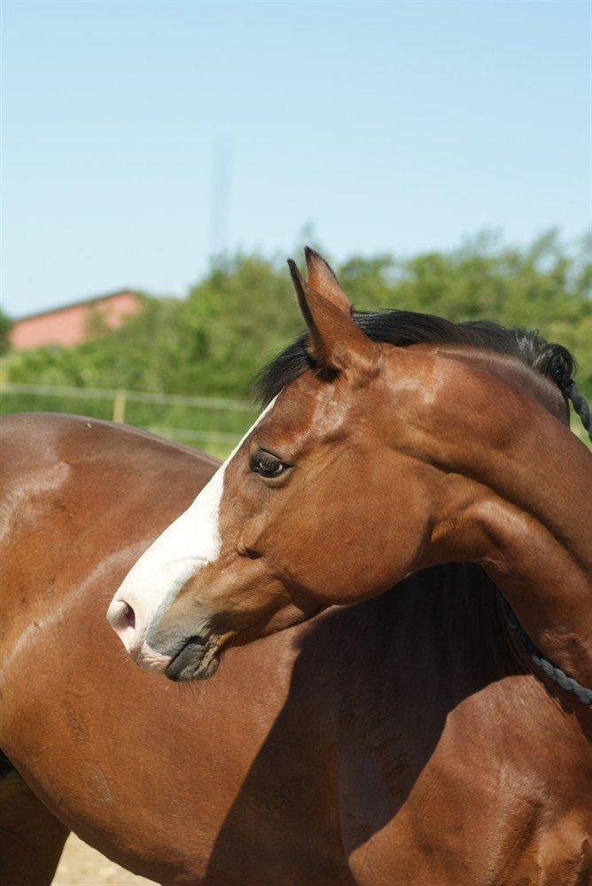 Dansk Varmblod Lady Dancer billede 6