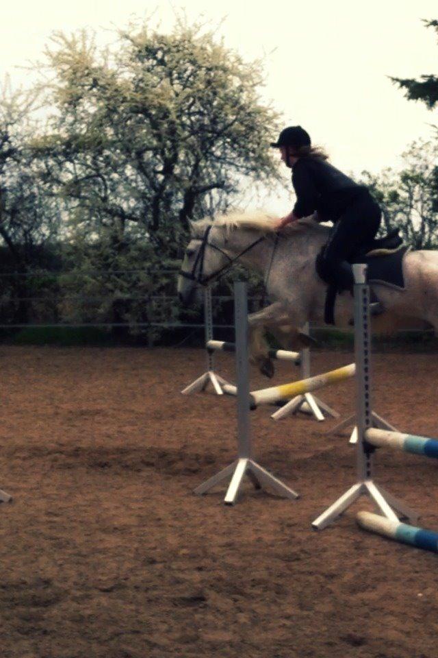 Irsk Sportshest Canasta - Spring træning billede 3