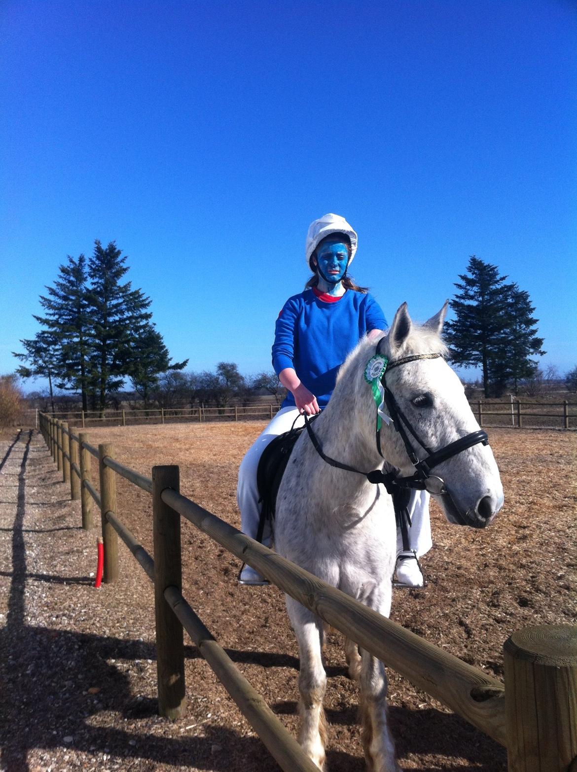 Irsk Sportshest Canasta - Fastelavn - Udklædt som 'Smølf' og blev nr. 3 i galop :-) billede 4