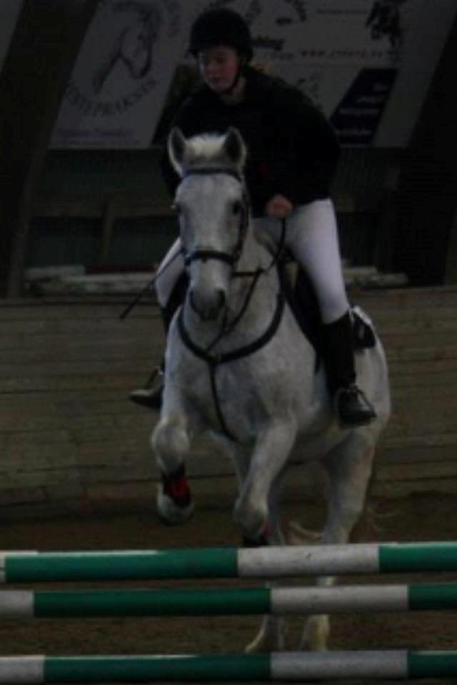 Irsk Sportshest Canasta - Spring stævne på SAR billede 9