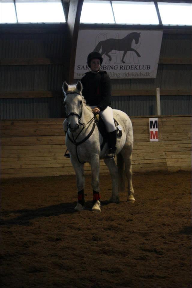 Irsk Sportshest Canasta - Spring stævne på SAR billede 10