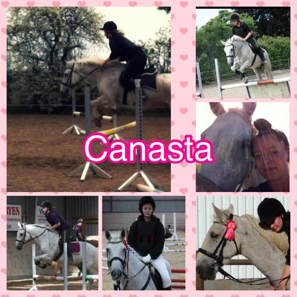 Irsk Sportshest Canasta - <3 <3 <3  billede 11