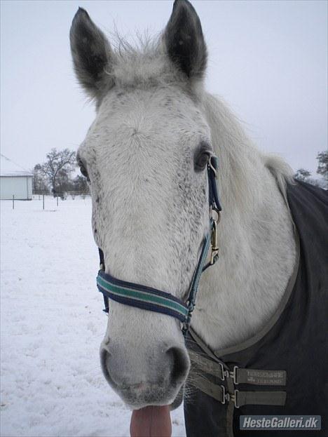 Irsk Sportshest Canasta billede 14