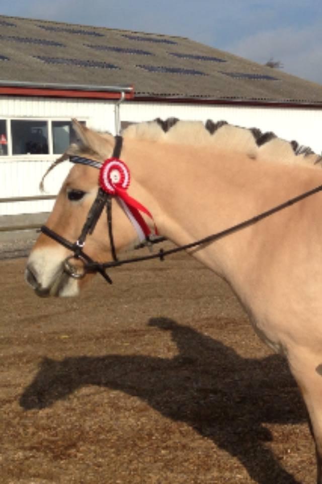 Fjordhest Basse - Pony-games stævne billede 1