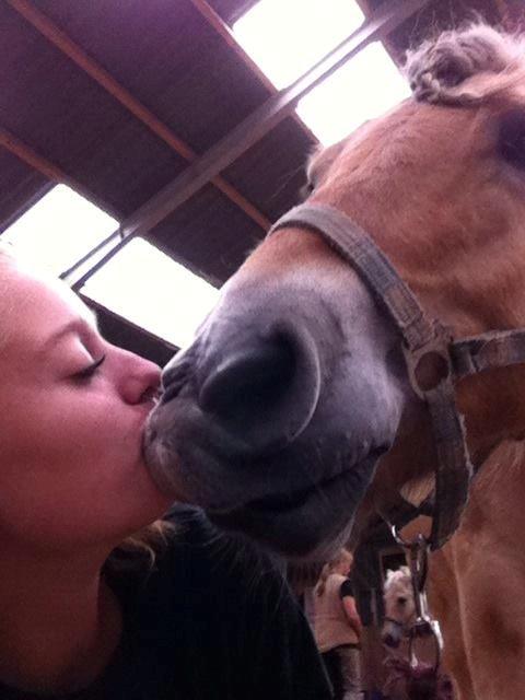 Fjordhest Basse - <3 billede 2