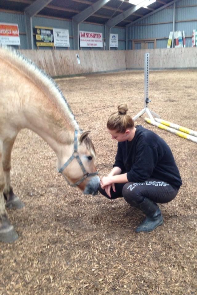 Fjordhest Basse - <3 billede 3