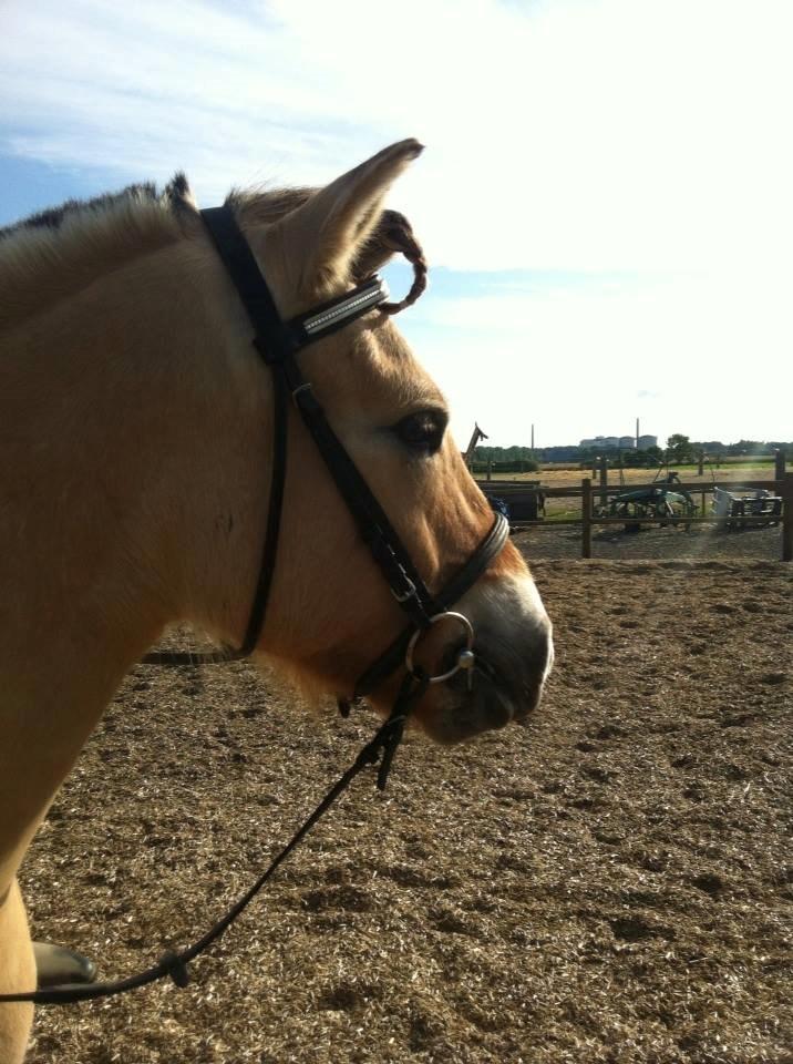 Fjordhest Basse - <3 billede 4