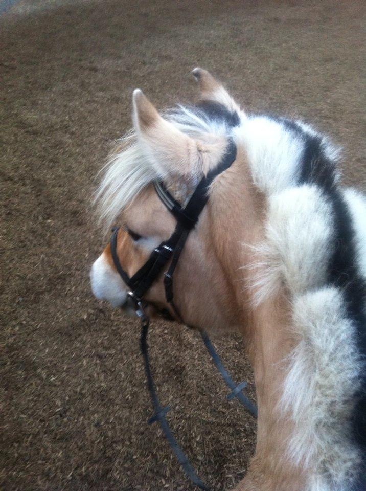 Fjordhest Basse billede 5
