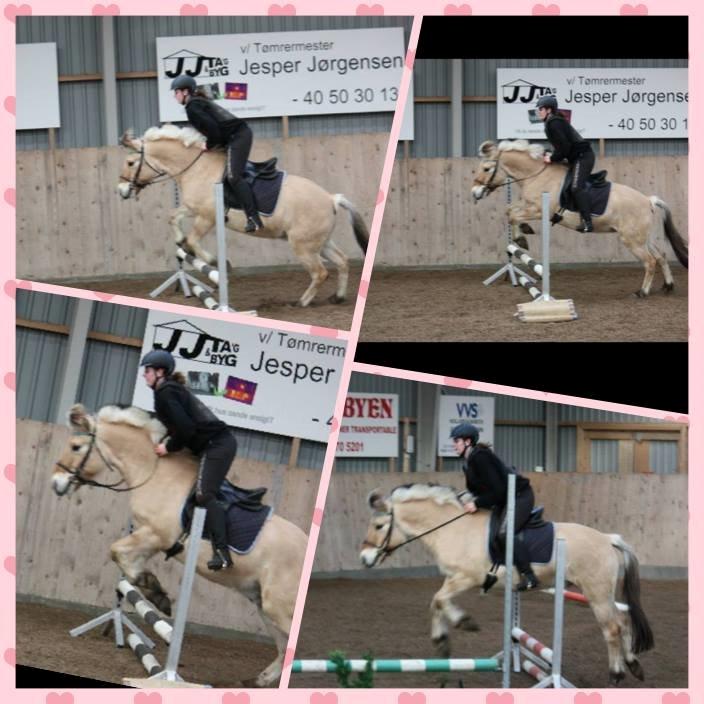 Fjordhest Basse - Da Basse sprang 50 cm for første gang billede 6