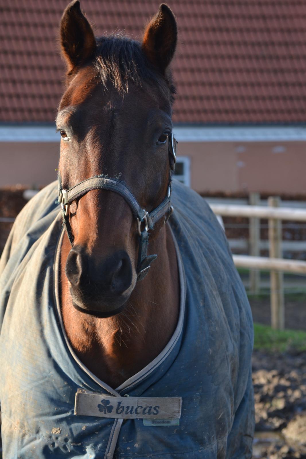 Hannoveraner Lille Per - Hans udtryk smelter mit hjerte hver gang - vinter 2014 billede 20