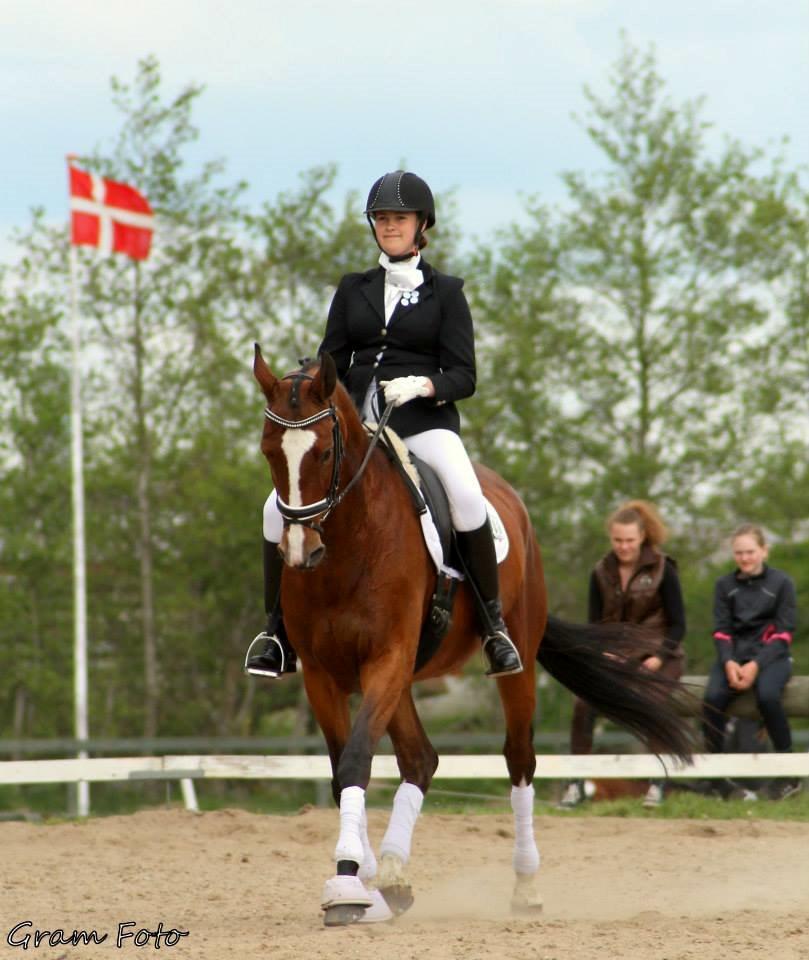 Dansk Varmblod Candi-Light Elmbo billede 3