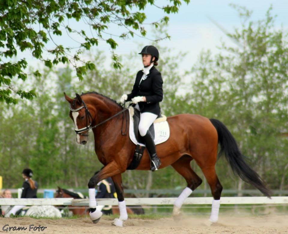 Dansk Varmblod Candi-Light Elmbo billede 12