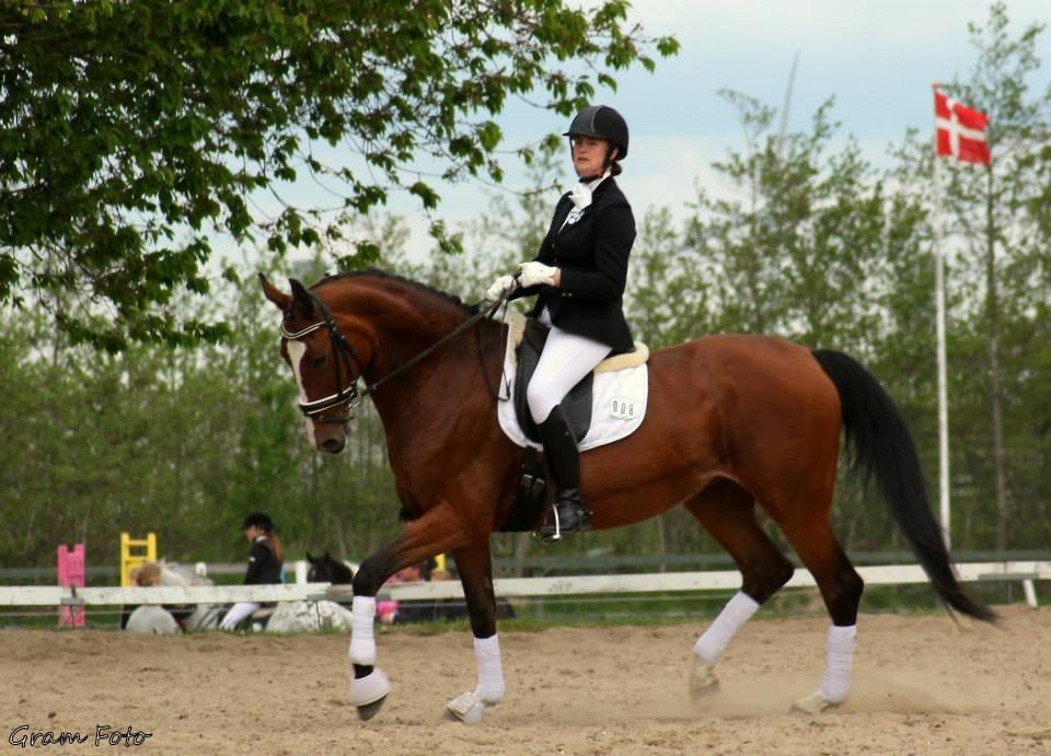 Dansk Varmblod Candi-Light Elmbo billede 7