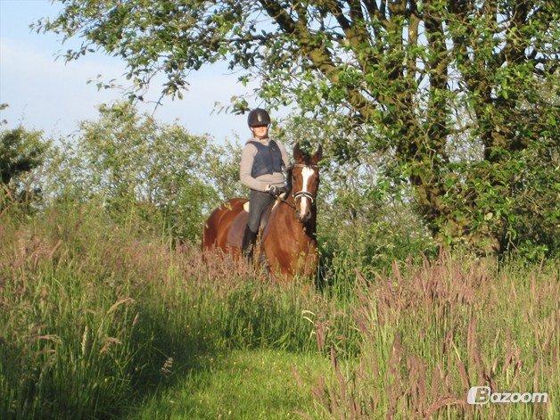 Dansk Varmblod Candi-Light Elmbo billede 11