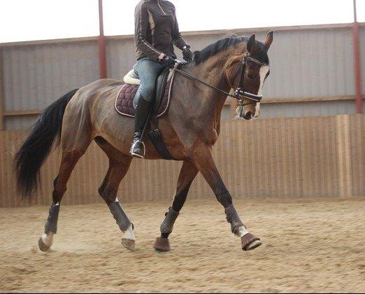 Dansk Varmblod Candi-Light Elmbo billede 17