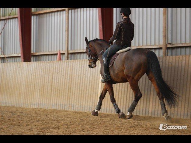 Dansk Varmblod Candi-Light Elmbo billede 20