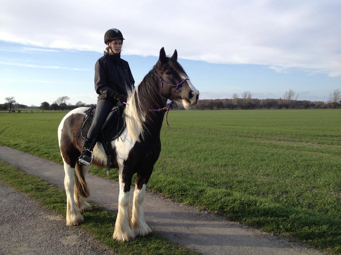 Irish Cob Brinkehøjens Findus billede 12