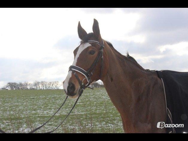 Dansk Varmblod Candi-Light Elmbo billede 1