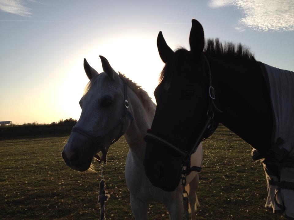 Oldenborg Noir  |Sorte| - Mine yndlings <3 billede 17