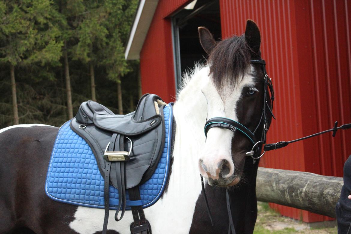 Irish Cob Hidalgo O'hara - Jeg er ved at sadle drengen op til stævne på solbakken. billede 6