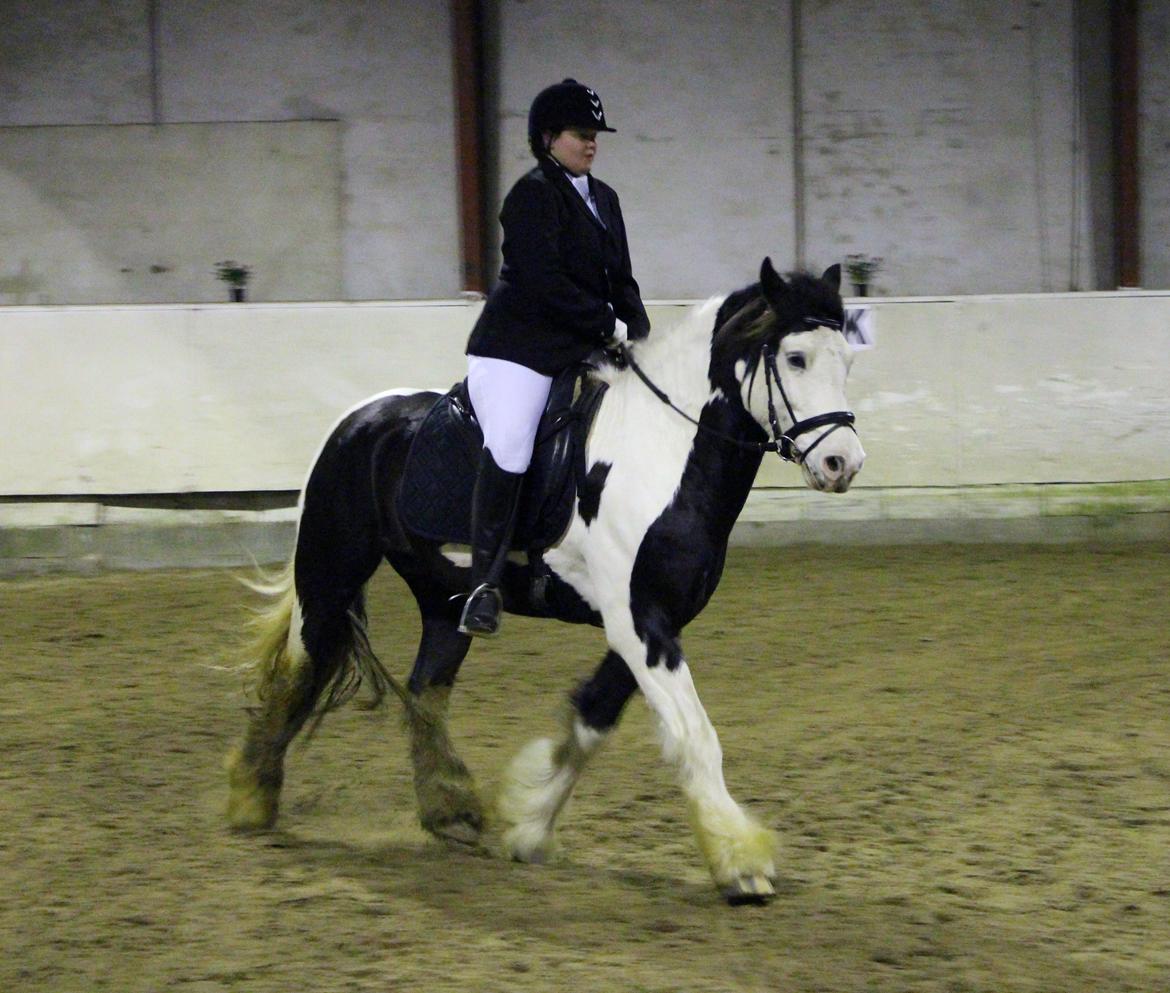 Irish Cob Hidalgo O'hara - varde sportsrideklup LD1-2.
Hidalgo var meget nervøs, han havde aldrig været i så stort en ridehus. billede 9