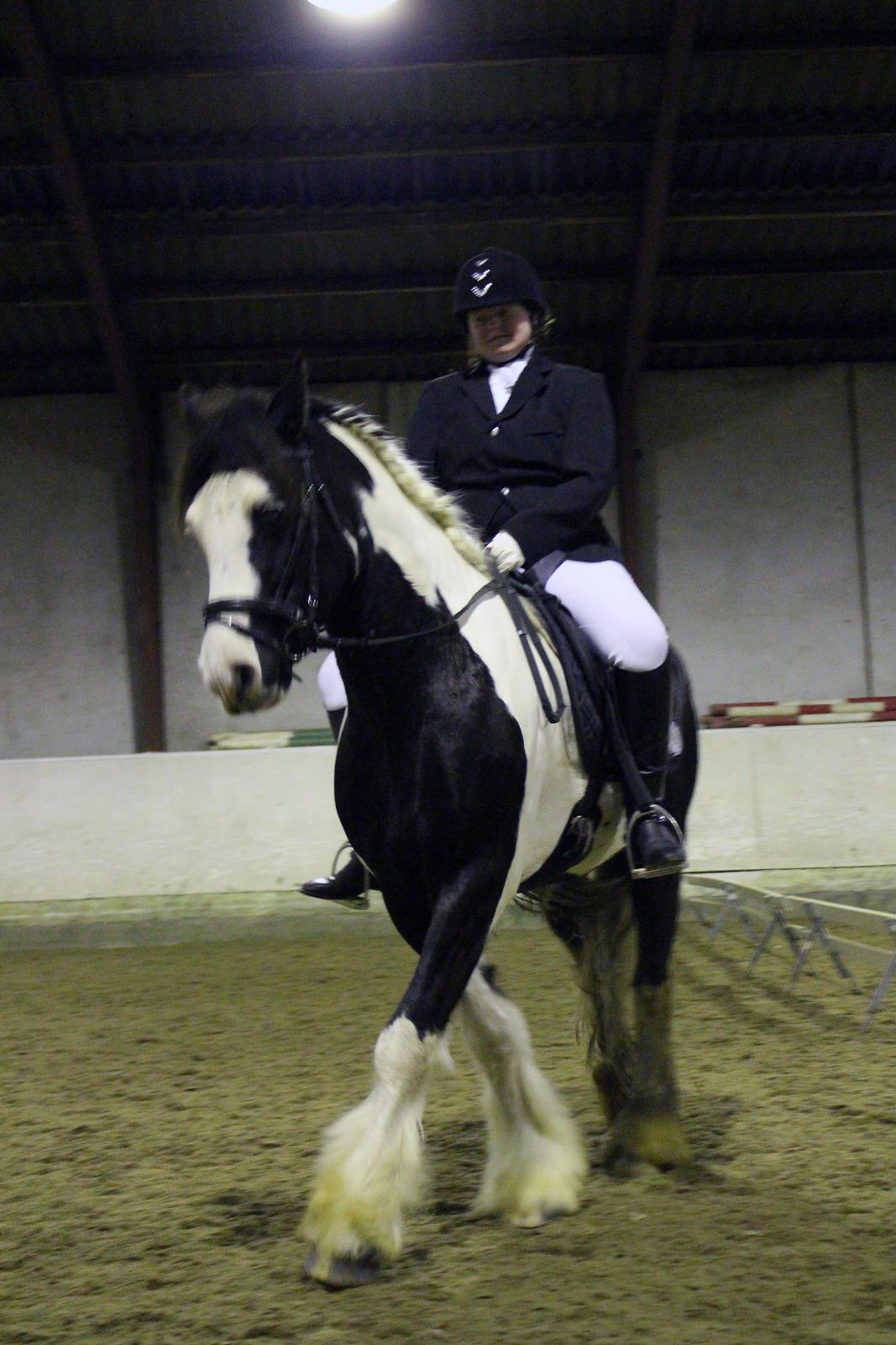 Irish Cob Hidalgo O'hara - Hidalgo var meget nervøs, han havde aldrig været i så stort en ridehus. billede 10