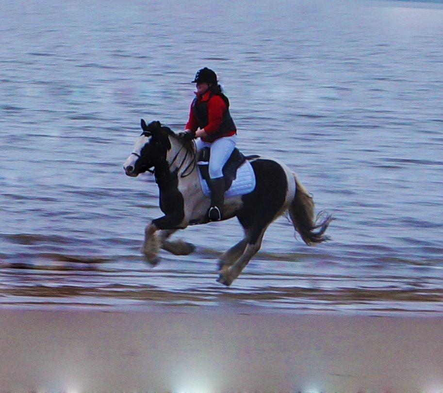 Irish Cob Hidalgo O'hara billede 19