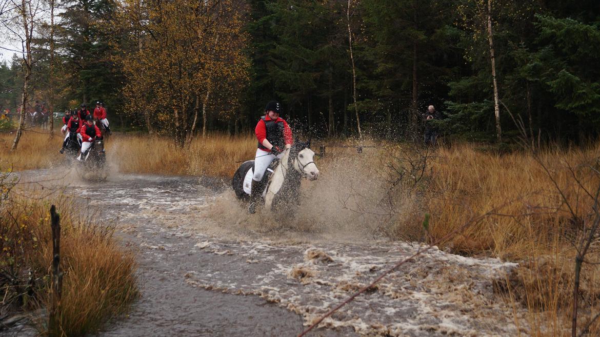 Irish Cob Hidalgo O'hara billede 18