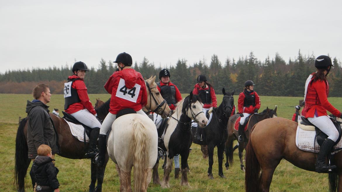Irish Cob Hidalgo O'hara - Jagt i Marbæk. billede 20