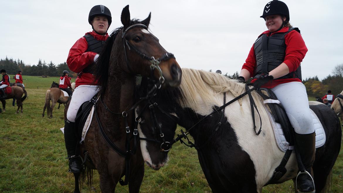 Irish Cob Hidalgo O'hara billede 17