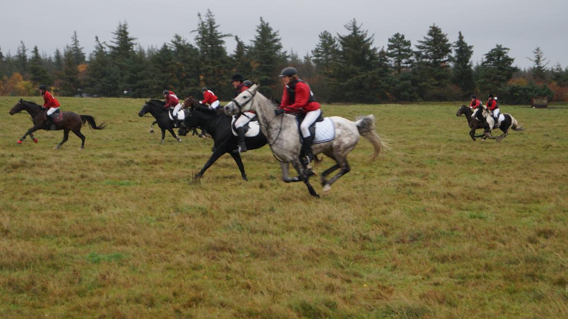 Irish Cob Hidalgo O'hara - Jagt i marbæk.
Vi er med nede bag ved. :-P billede 16